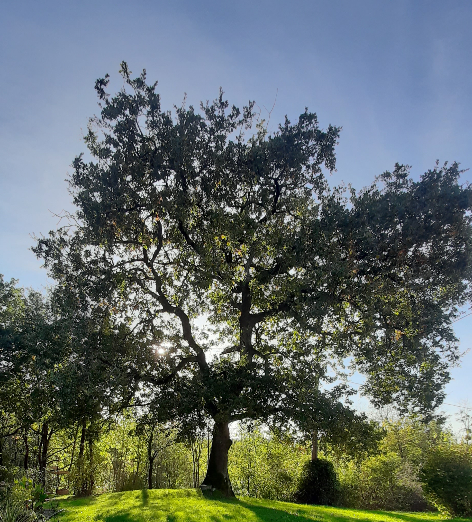 arbre respirons la vie sophrologie Ariège